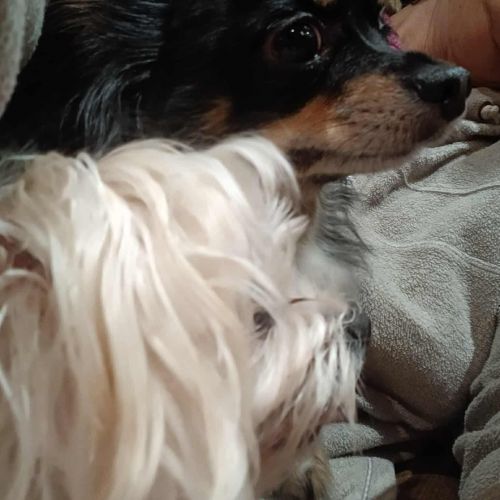 #BE2614345 - Tommy et Princesse, chiens à adopter à Maurage - AnimalWe #BE2614345 - Tommy et Princesse, chiens à adopter à Maurage - AnimalWe