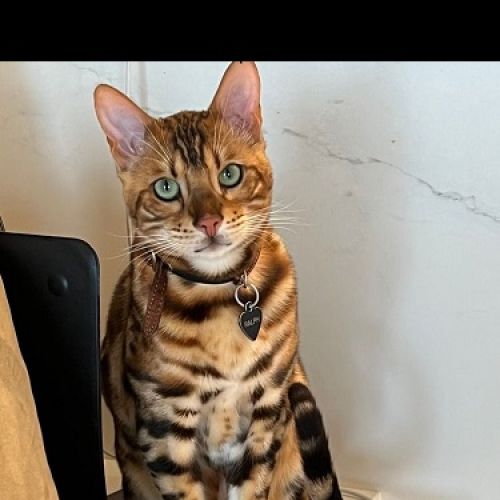 #BE2614347 - Ralph, chat perdu à Embourg - AnimalWeb Belgique #BE2614347 - Ralph, chat perdu à Embourg - AnimalWeb Belgique