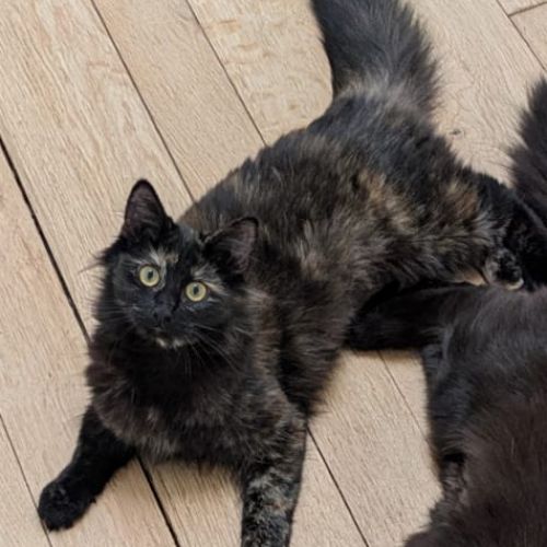 #BE2614349 - Fleur, chat perdu à Uccle - AnimalWeb Belgique #BE2614349 - Fleur, chat perdu à Uccle - AnimalWeb Belgique