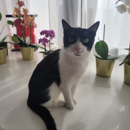 #BE2614352 - Cat, chat perdu à Bruxelles - AnimalWeb Belgique #BE2614352 - Cat, chat perdu à Bruxelles - AnimalWeb Belgique