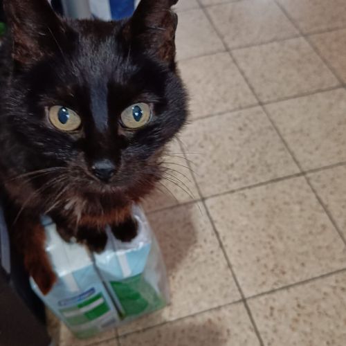 #BE2614353 - Chloé, chat perdu à Seneffe - AnimalWeb Belgique #BE2614353 - Chloé, chat perdu à Seneffe - AnimalWeb Belgique