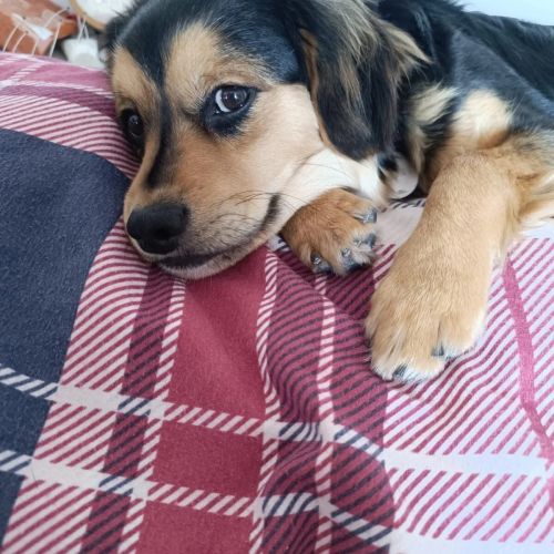 #BE2614355 - Oliver, chien croisé à adopter – AnimalWeb Belgique #BE2614355 - Oliver, chien croisé à adopter – AnimalWeb Belgique