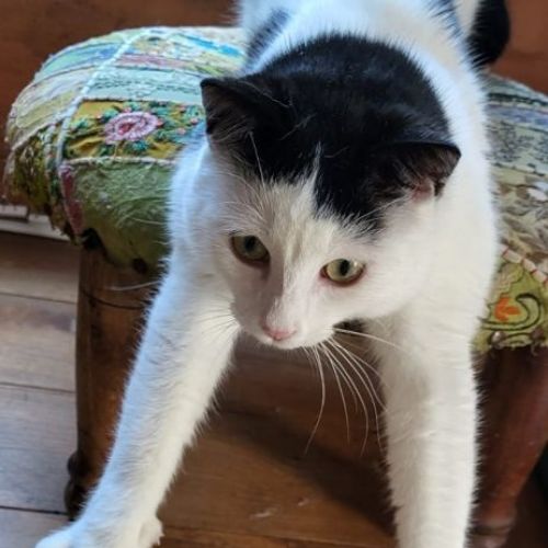 #BE2614356 - Yoshi, chat perdu à Hargimont - AnimalWeb Belgique #BE2614356 - Yoshi, chat perdu à Hargimont - AnimalWeb Belgique