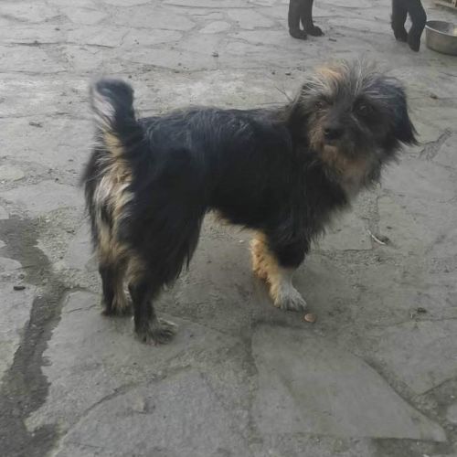 #BE2614359 - Lili, chien croisé à adopter – AnimalWeb Belgique #BE2614359 - Lili, chien croisé à adopter – AnimalWeb Belgique