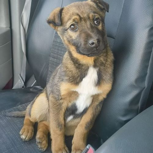 #BE2614360 - Kian, chien croisé à adopter – AnimalWeb Belgique #BE2614360 - Kian, chien croisé à adopter – AnimalWeb Belgique