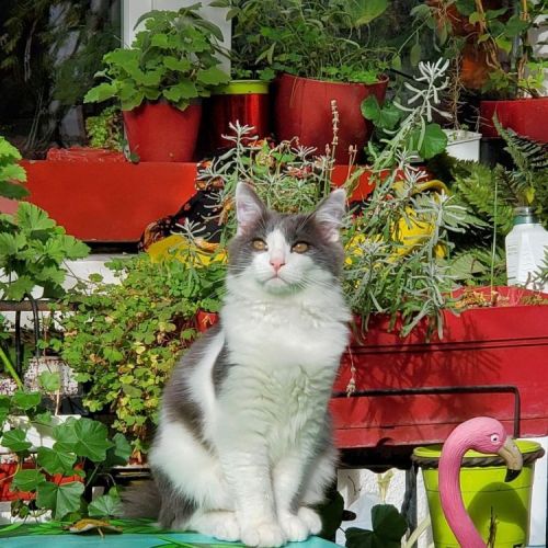 #BE2614363 - Mochi, chat perdu à Saint-Gilles - AnimalWeb Belgique #BE2614363 - Mochi, chat perdu à Saint-Gilles - AnimalWeb Belgique