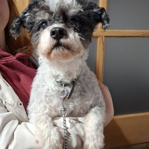 #BE261467 - Adoptez Pilou, un chien à Wiers – AnimalWeb #BE261467 - Adoptez Pilou, un chien à Wiers – AnimalWeb