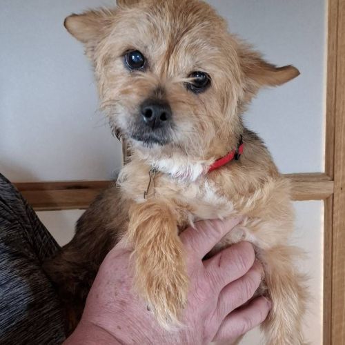 #BE261468 - Adoptez Soquette, un chien à Wiers – AnimalWeb #BE261468 - Adoptez Soquette, un chien à Wiers – AnimalWeb