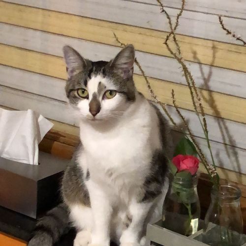 #BE2614370 - Louisa, chat perdu à Verviers - AnimalWeb Belgique #BE2614370 - Louisa, chat perdu à Verviers - AnimalWeb Belgique