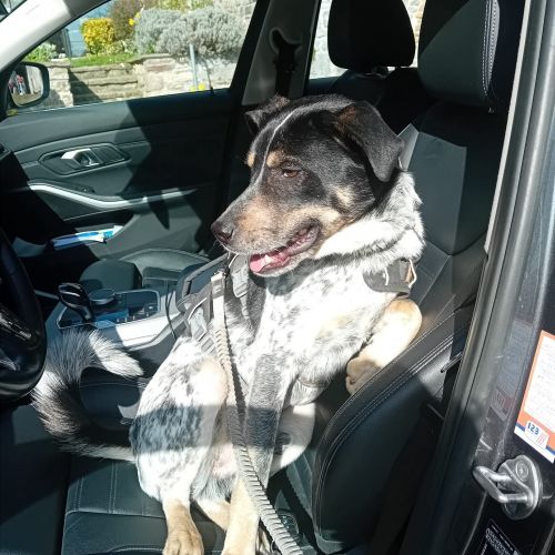 #BE2614371 - Blaze, chien perdu à Huy - AnimalWeb Belgique #BE2614371 - Blaze, chien perdu à Huy - AnimalWeb Belgique