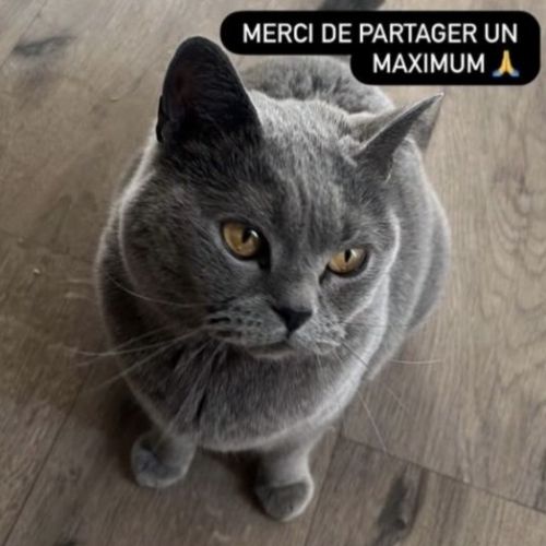 #BE2614372 - Marleau, chat perdu à Lodelinsart - AnimalWeb Belgique #BE2614372 - Marleau, chat perdu à Lodelinsart - AnimalWeb Belgique