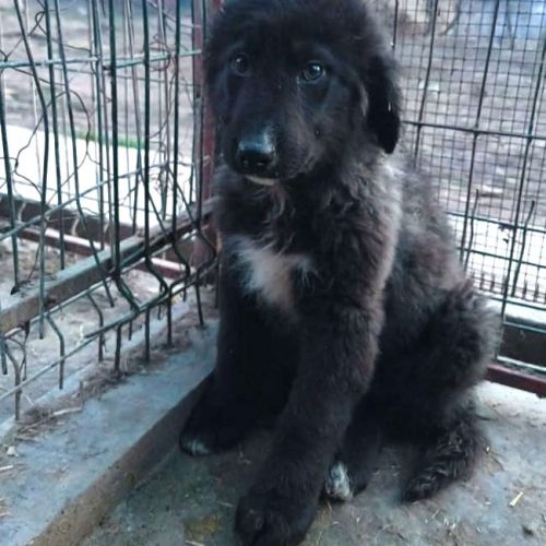 #BE2614377 - Dora, chien croisé à adopter – AnimalWeb Belgique #BE2614377 - Dora, chien croisé à adopter – AnimalWeb Belgique