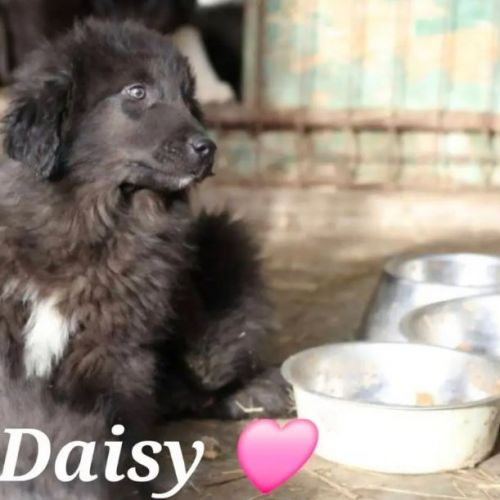 #BE2614378 - Daisy, chien croisé à adopter – AnimalWeb Belgique #BE2614378 - Daisy, chien croisé à adopter – AnimalWeb Belgique