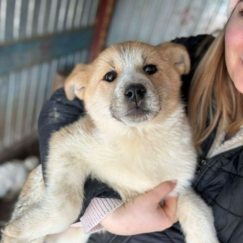 #BE2614378 - Nora, chien croisé à adopter – AnimalWeb Belgique #BE2614378 - Nora, chien croisé à adopter – AnimalWeb Belgique