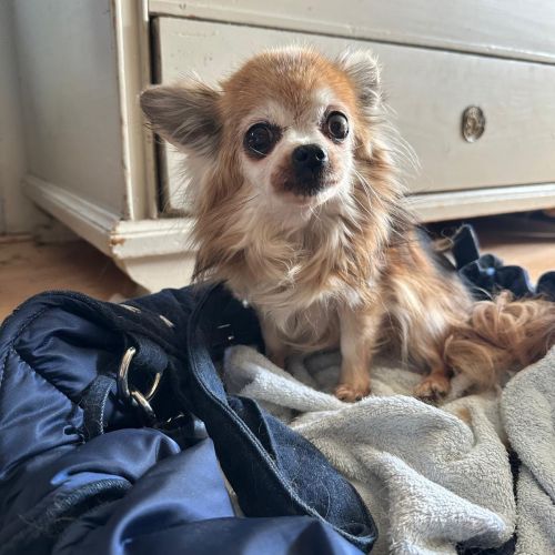 #BE2614382 - Letibe, chien à adopter à Maurage – AnimalWeb #BE2614382 - Letibe, chien à adopter à Maurage – AnimalWeb