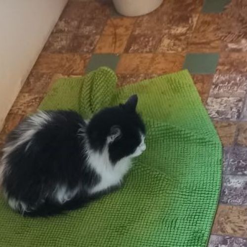 #BE2614383 - Betty, chat perdu à Thy-le-Château - AnimalWeb Belgique #BE2614383 - Betty, chat perdu à Thy-le-Château - AnimalWeb Belgique