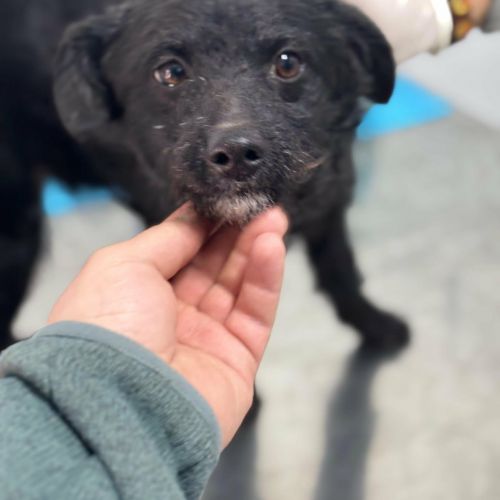 #BE2614385 - Inky, chien croisé à adopter – AnimalWeb #BE2614385 - Inky, chien croisé à adopter – AnimalWeb