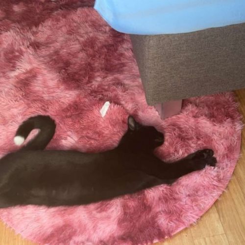 #BE2614387 - Perle, chat perdu à Noduwez - AnimalWeb Belgique #BE2614387 - Perle, chat perdu à Noduwez - AnimalWeb Belgique