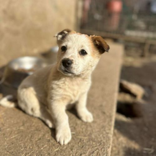 #BE2614394 - Silas, chien croisé à adopter – AnimalWeb Belgique #BE2614394 - Silas, chien croisé à adopter – AnimalWeb Belgique