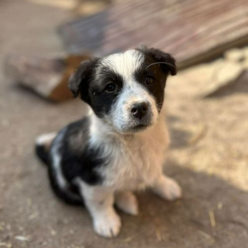 #BE2614395 - Sucrette, chien croisé à adopter – AnimalWeb Belgique #BE2614395 - Sucrette, chien croisé à adopter – AnimalWeb Belgique