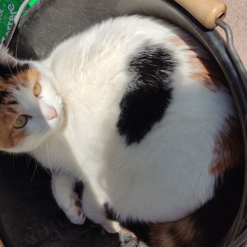 #BE2614396 - Luna, chat perdu à Charleroi - AnimalWeb Belgique #BE2614396 - Luna, chat perdu à Charleroi - AnimalWeb Belgique