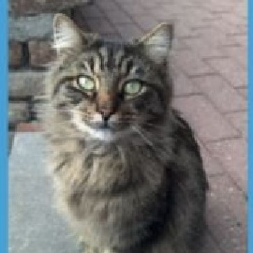 #BE2614397 - Tigrou, chat perdu à Thuin - AnimalWeb Belgique #BE2614397 - Tigrou, chat perdu à Thuin - AnimalWeb Belgique