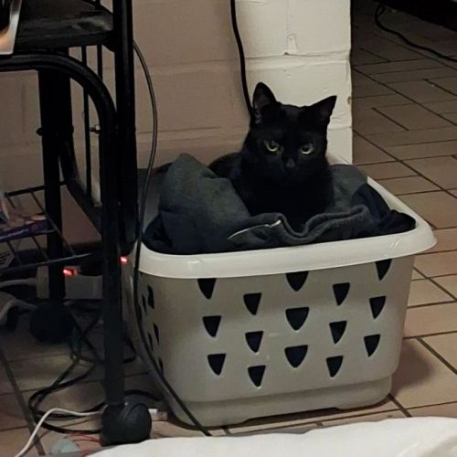 #BE2614414 - Shadow, chat perdu à Nivelles - AnimalWeb Belgique #BE2614414 - Shadow, chat perdu à Nivelles - AnimalWeb Belgique