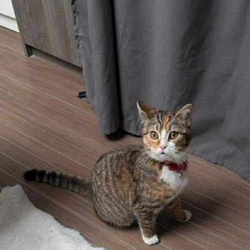 #BE2614415 - Cheetos, chat perdu à Mont-sur-Marchienne - AnimalWeb Bel #BE2614415 - Cheetos, chat perdu à Mont-sur-Marchienne - AnimalWeb Bel