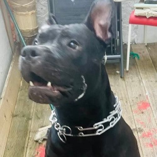 #BE2614416 - Yuma, chien perdu à Saint-Gilles - AnimalWeb Belgique #BE2614416 - Yuma, chien perdu à Saint-Gilles - AnimalWeb Belgique