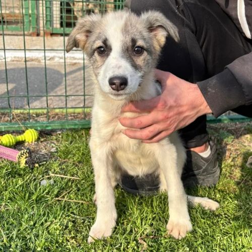#BE26143425 - Emmy, chien croisé à adopter – AnimalWeb Belgique #BE26143425 - Emmy, chien croisé à adopter – AnimalWeb Belgique
