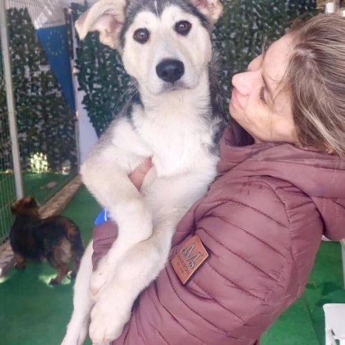 #BE26143426 - Hémera, chien croisé à adopter – AnimalWeb Belgique #BE26143426 - Hémera, chien croisé à adopter – AnimalWeb Belgique