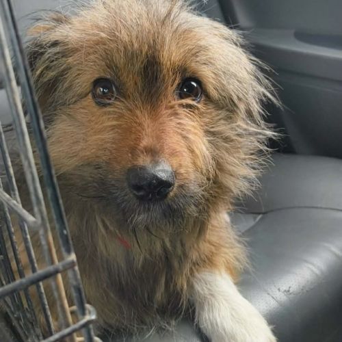 #BE2614435 - Rousette, chien croisé à adopter – AnimalWeb Belgique #BE2614435 - Rousette, chien croisé à adopter – AnimalWeb Belgique