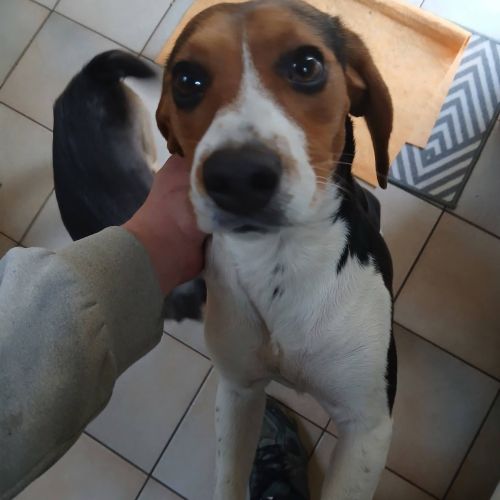#BE2614436 - Zena, chien à adopter à Maurage – AnimalWeb #BE2614436 - Zena, chien à adopter à Maurage – AnimalWeb