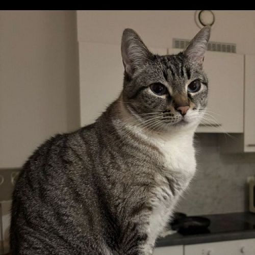 #BE2614437 - Antonietta, chat perdu à Ixelles - AnimalWeb Belgique #BE2614437 - Antonietta, chat perdu à Ixelles - AnimalWeb Belgique