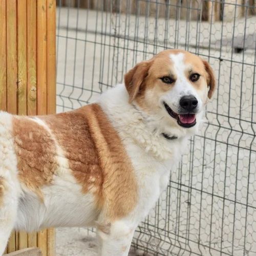 #BE26143442 - Doudou, chien croisé à adopter – AnimalWeb Belgique #BE26143442 - Doudou, chien croisé à adopter – AnimalWeb Belgique