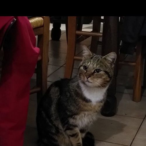 #BE2614443 - Chat trouvé à Liège - AnimalWeb Belgique #BE2614443 - Chat trouvé à Liège - AnimalWeb Belgique