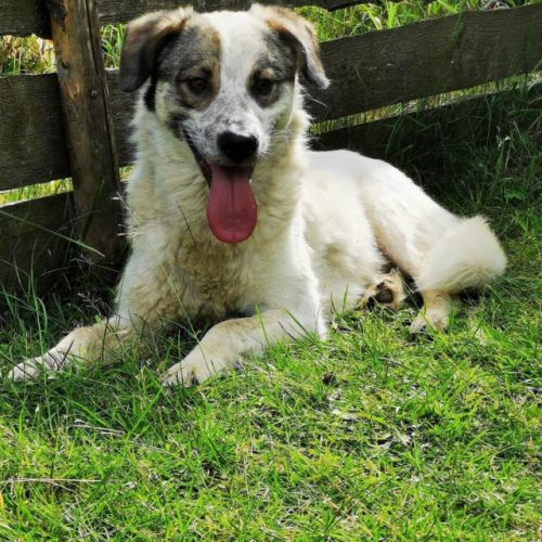 #BE2614460 - Ragnar, chien croisé à adopter – AnimalWeb Belgique #BE2614460 - Ragnar, chien croisé à adopter – AnimalWeb Belgique