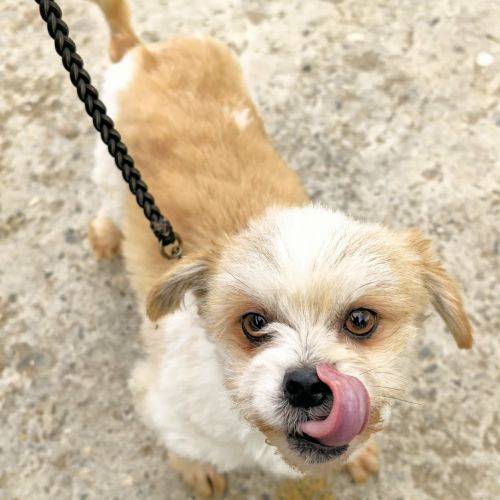 #BE2614461 - Tiny, chien croisé à adopter – AnimalWeb Belgique #BE2614461 - Tiny, chien croisé à adopter – AnimalWeb Belgique