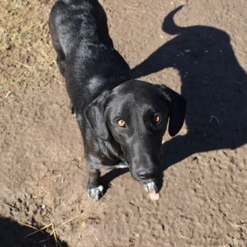 #BE26143465 - Angela, chien croisé à adopter – AnimalWeb Belgique #BE26143465 - Angela, chien croisé à adopter – AnimalWeb Belgique