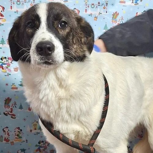 #BE26143466 - Arrow, chien croisé à adopter – AnimalWeb Belgique #BE26143466 - Arrow, chien croisé à adopter – AnimalWeb Belgique