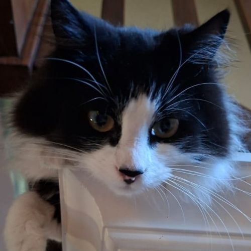 #BE2614467 - Cheetos, chat perdu à Braine-Le-Comte - AnimalWeb Belgiqu #BE2614467 - Cheetos, chat perdu à Braine-Le-Comte - AnimalWeb Belgiqu