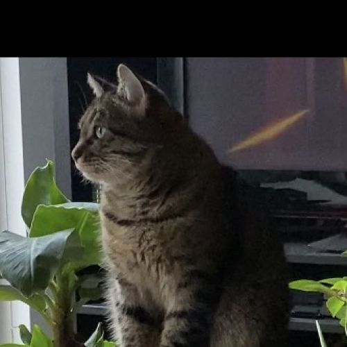 #BE2614468 - Athena, chat perdu à Grivegnée - AnimalWeb Belgique #BE2614468 - Athena, chat perdu à Grivegnée - AnimalWeb Belgique