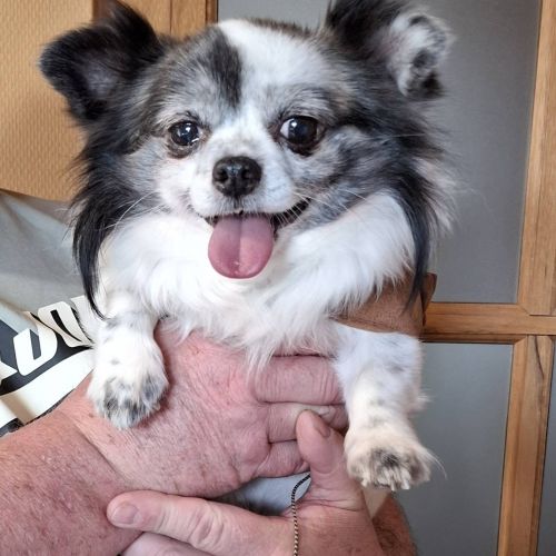 #BE2614480 - Adoptez Yuki, un chien à Wiers – AnimalWeb #BE2614480 - Adoptez Yuki, un chien à Wiers – AnimalWeb