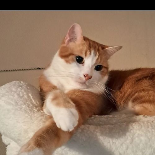 #BE2614481 - Kyô, chat perdu à Braine-Le-Comte - AnimalWeb Belgique #BE2614481 - Kyô, chat perdu à Braine-Le-Comte - AnimalWeb Belgique