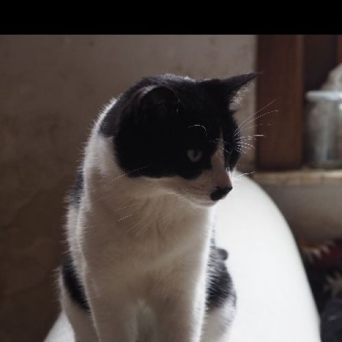 #BE2614482 - Pierrot, chat perdu à Leuze-en-Hainaut - AnimalWeb Belgiq #BE2614482 - Pierrot, chat perdu à Leuze-en-Hainaut - AnimalWeb Belgiq