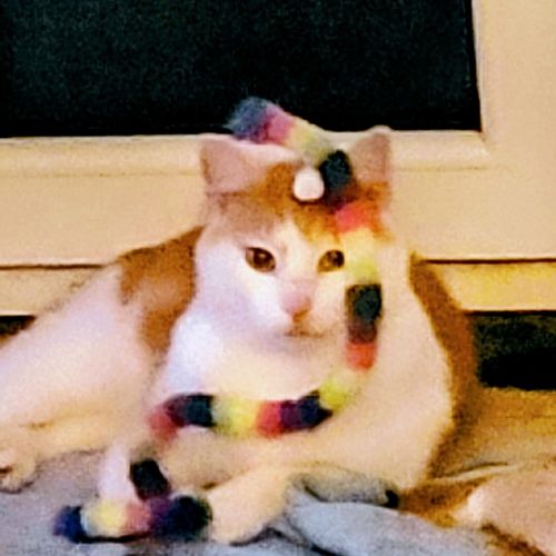 #BE2614483 - Ulysse, chat perdu à Beyne-Heusay - AnimalWeb Belgique #BE2614483 - Ulysse, chat perdu à Beyne-Heusay - AnimalWeb Belgique