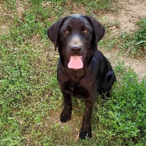 #BE2614487 - Vixie, chien croisé à adopter – AnimalWeb Belgique #BE2614487 - Vixie, chien croisé à adopter – AnimalWeb Belgique