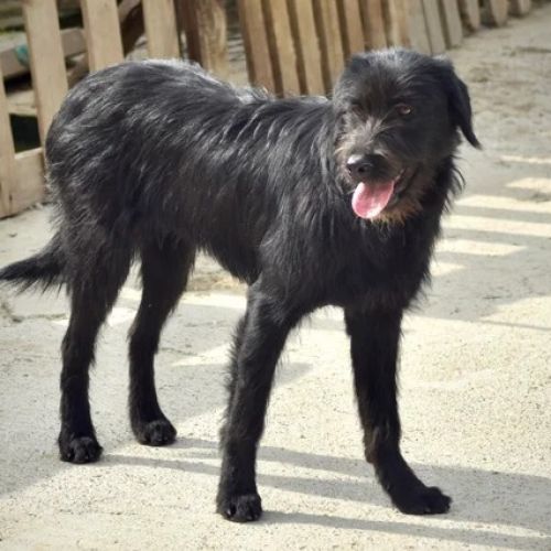 #BE2614488 - Venus, chien croisé à adopter – AnimalWeb Belgique #BE2614488 - Venus, chien croisé à adopter – AnimalWeb Belgique