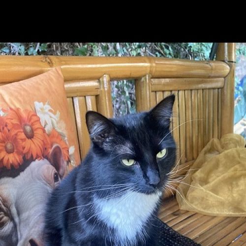 #BE2614489 - Bao, chat perdu à Namur - AnimalWeb Belgique #BE2614489 - Bao, chat perdu à Namur - AnimalWeb Belgique