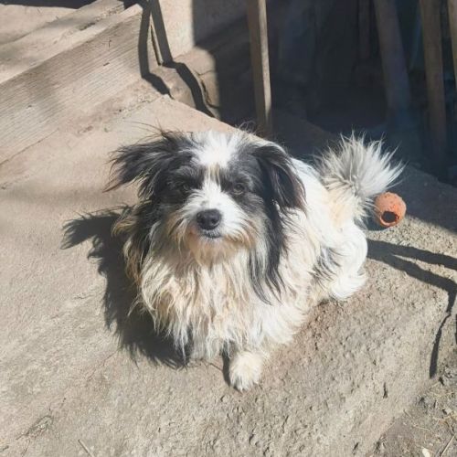 #BE2614496 - Munch, chien croisé à adopter – AnimalWeb Belgique #BE2614496 - Munch, chien croisé à adopter – AnimalWeb Belgique